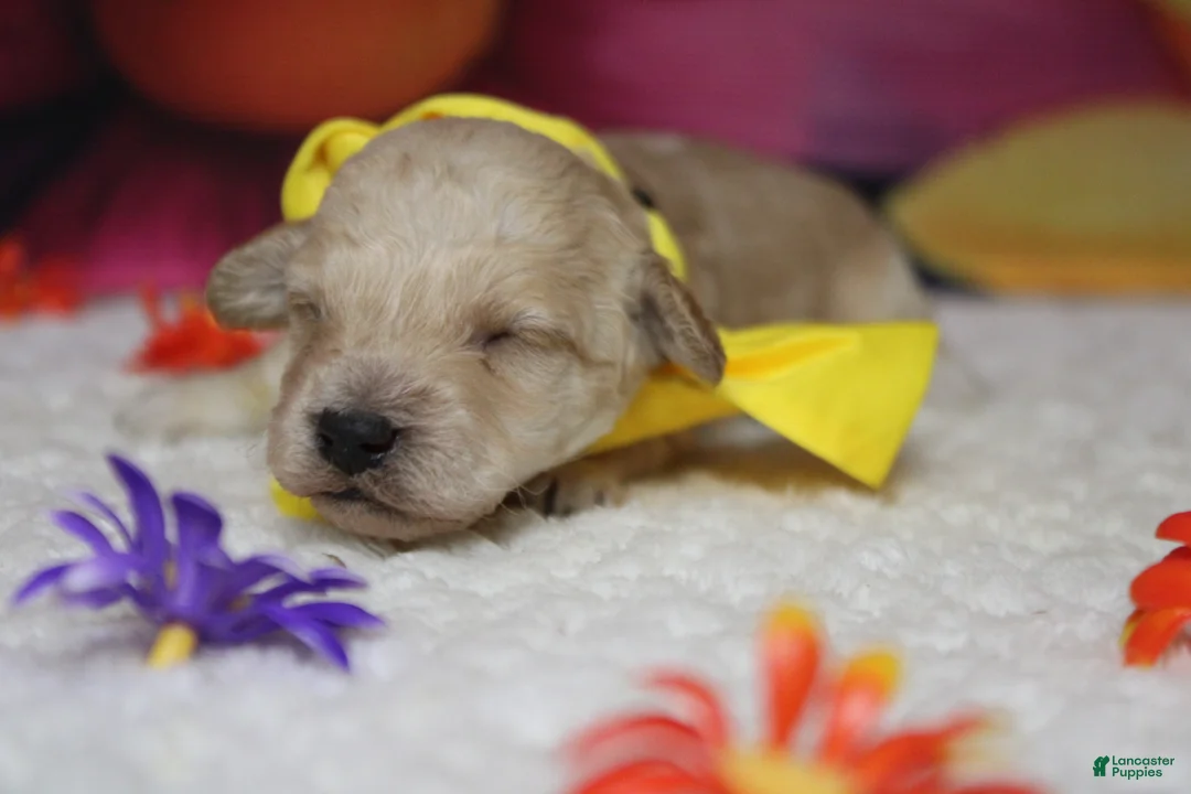 Toy Poodle dogs for sale: Simon  - Ad 2