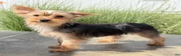 Yorkshire Terrier dogs for sale: Archie - Ad 5