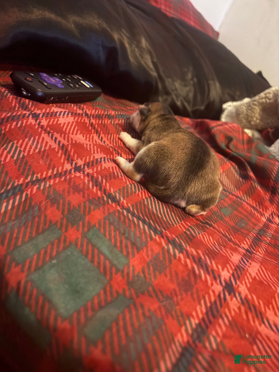 Mixed Breed dogs for sale: Twinkle  - Ad 5