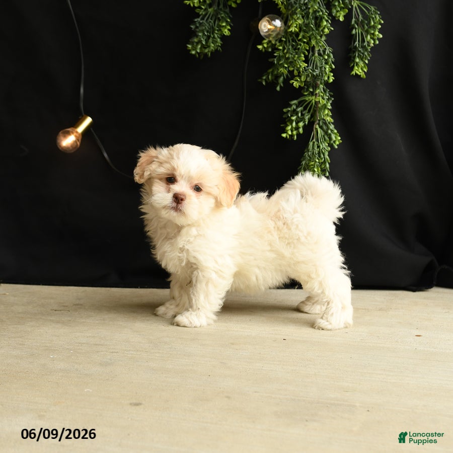 Mixed Breed dogs Winnie - Ad 2
