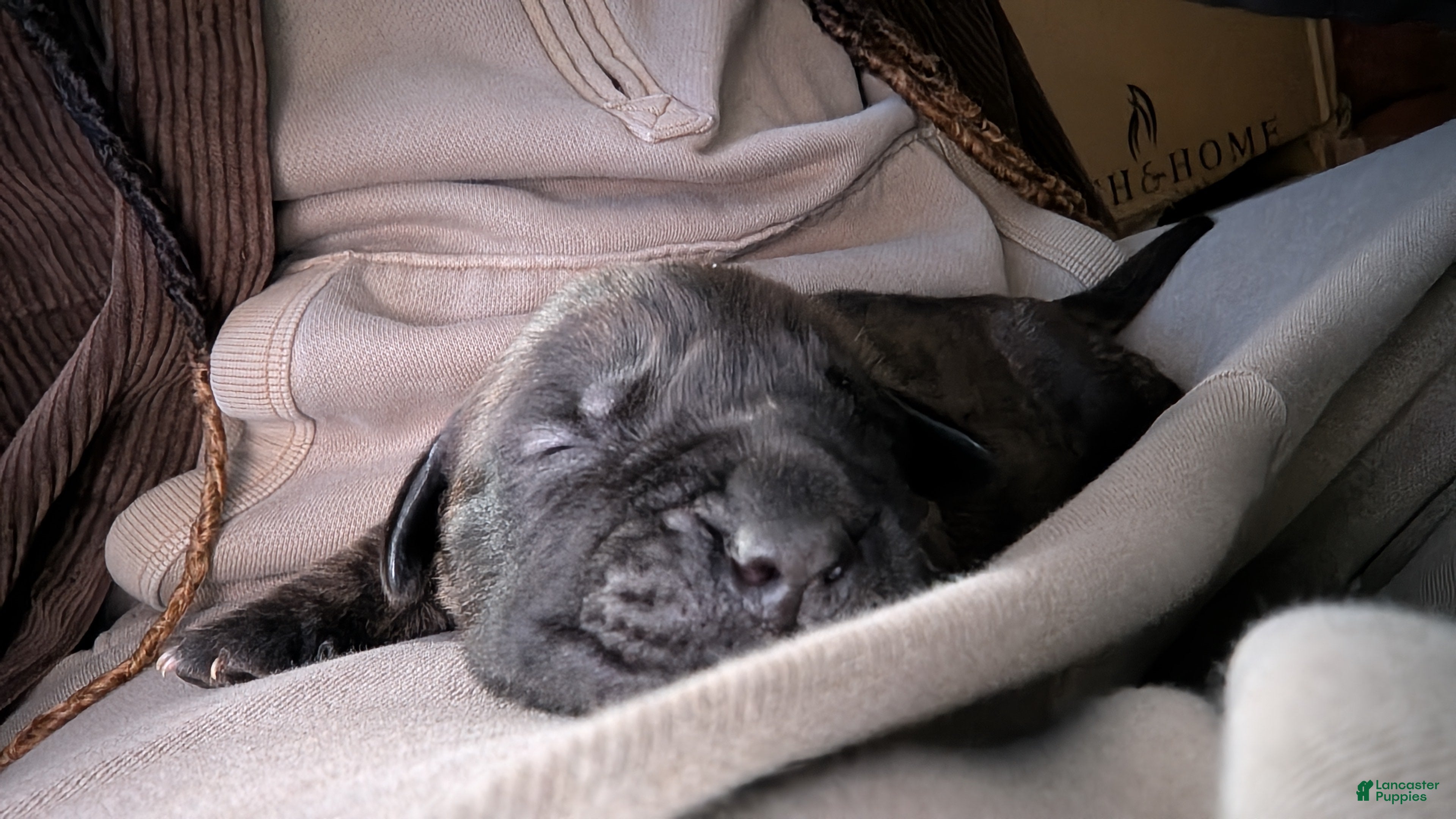 English Mastiff dogs English Mastiff Puppy 3 - Ad 15