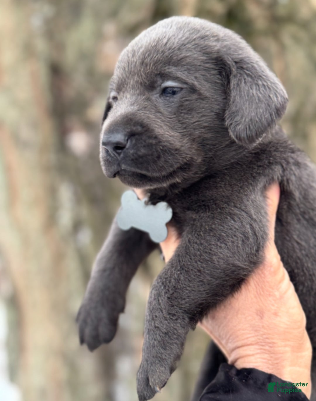Labrador Retriever dogs for sale: Labrador Retriever Puppy 1 - Ad 5