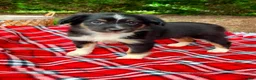 Miniature Australian Shepherd dogs for sale: Addy - Ad 5