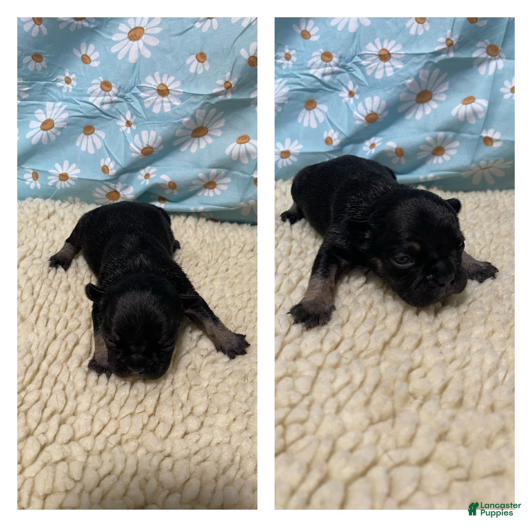 French Bulldog dogs for sale: Little man - Ad 5