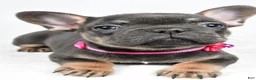 French Bulldog dogs for sale: Tonya - Ad 7