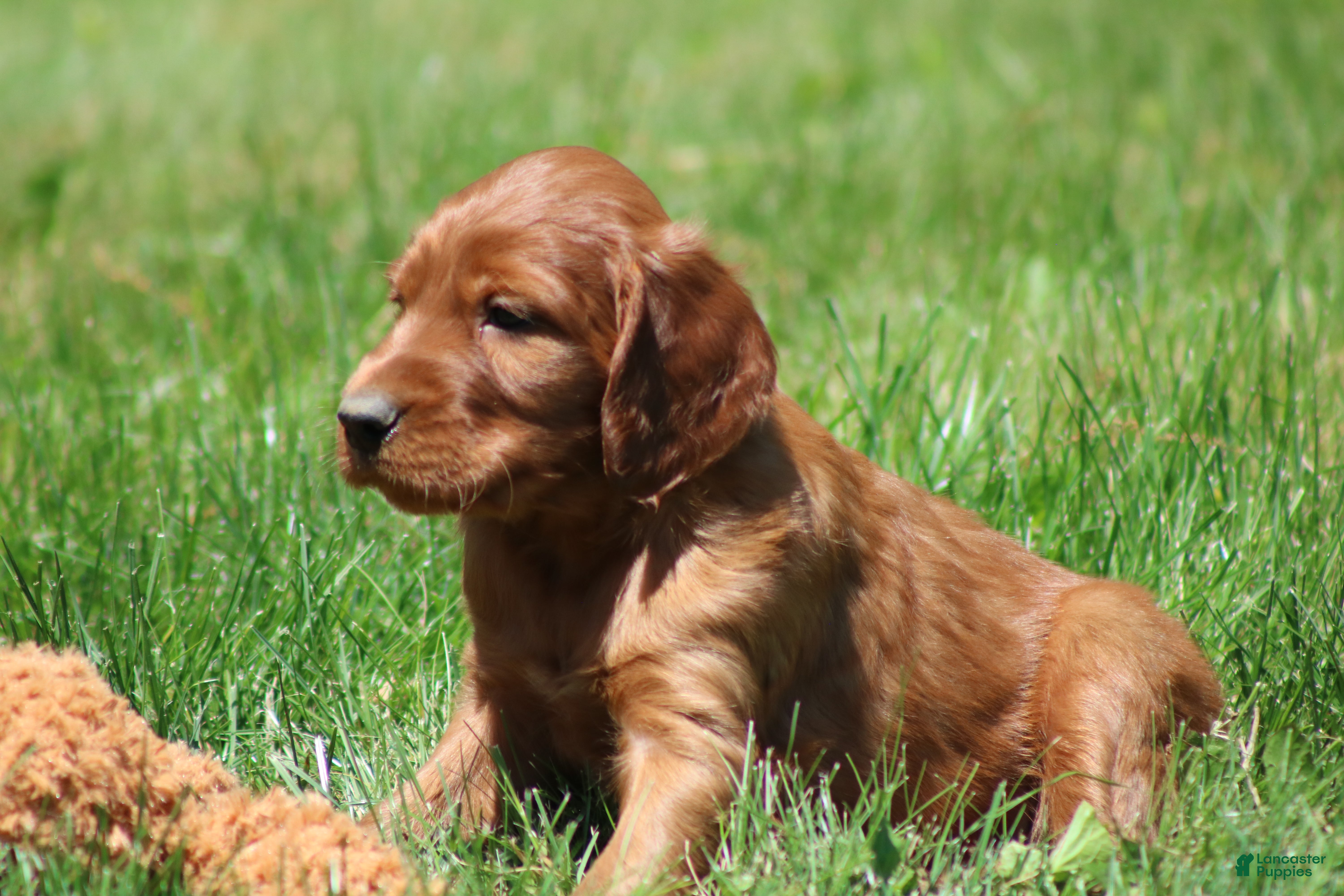Irish Setter dogs Theo - Ad 2