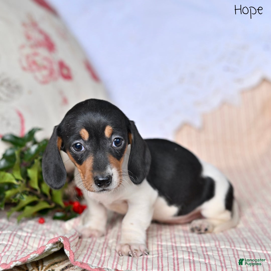 Miniature Dachshund dogs for sale: Hope - Ad 6