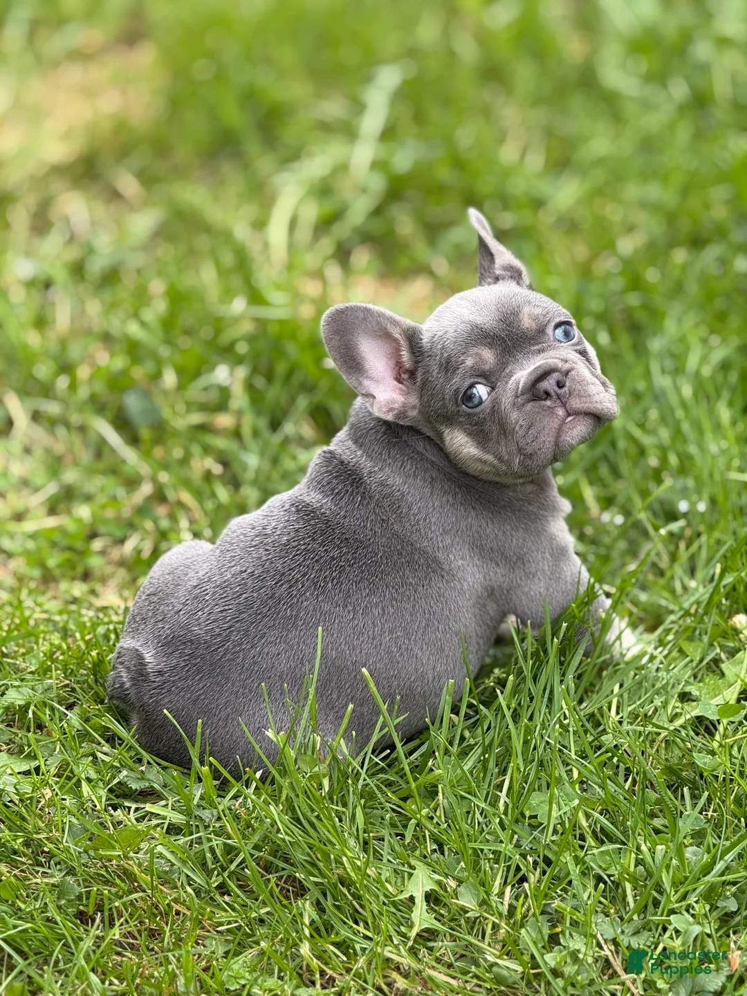 French Bulldog dogs for sale: French Bulldog Puppy 1 - Ad 2