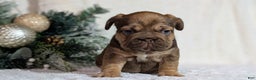 French Bulldog dogs for sale: Tessa - Ad 7