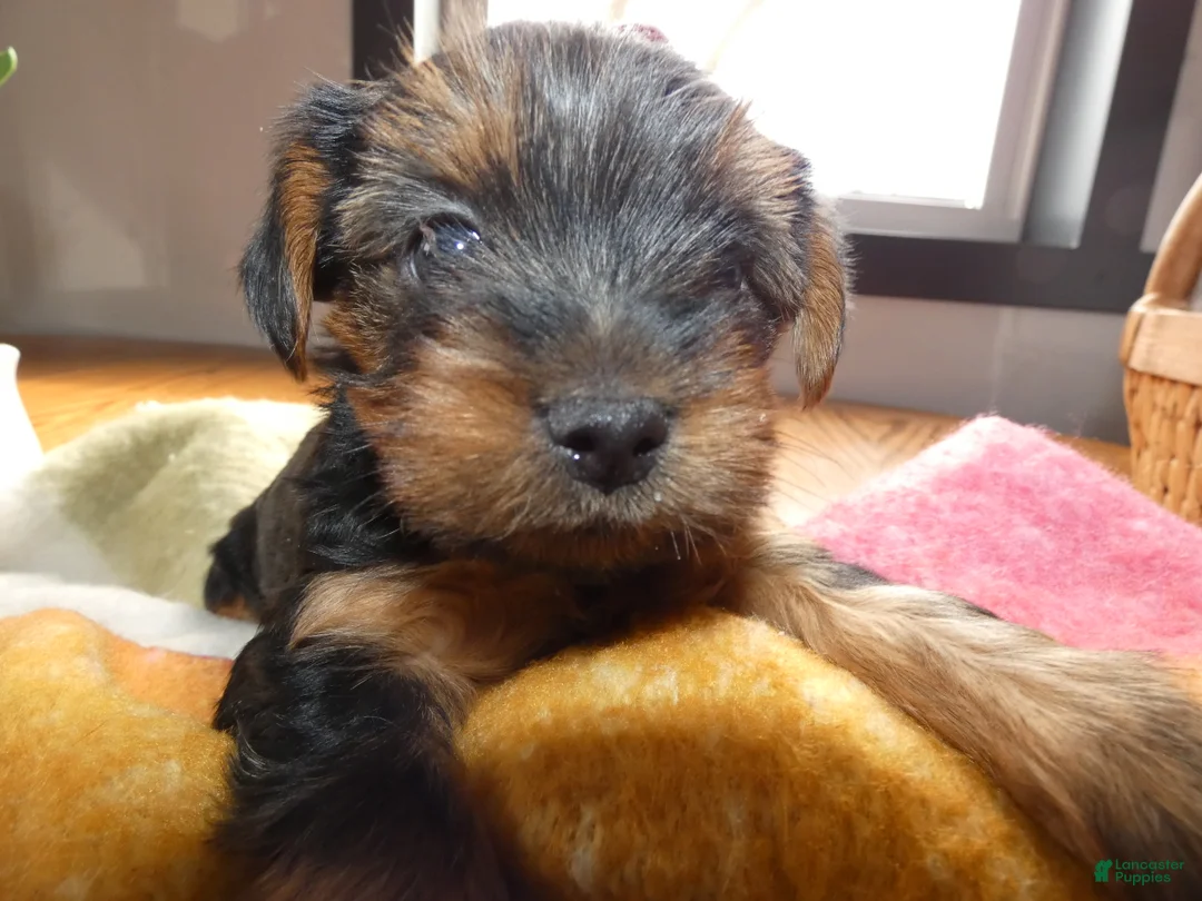 Yorkshire Terrier dogs for sale: Yorkshire Terrier Puppy 1 Marcy - Ad 1