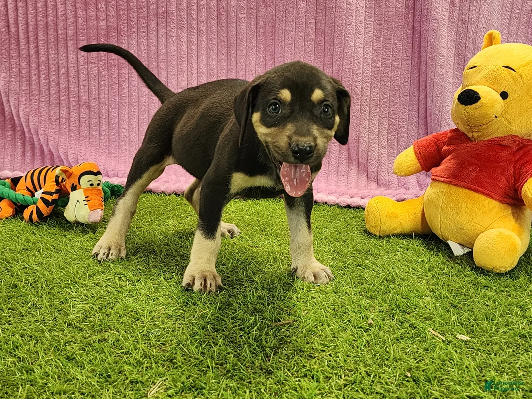 Catahoula Leopard Dog dogs for sale: Tess 2025 Female 6 - Ad 5