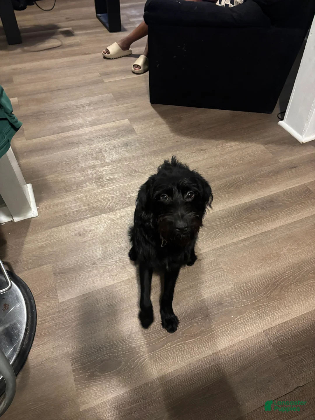 Labradoodle dogs for sale: Labradoodle Puppy 1 - Ad 7