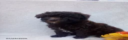 Toy Poodle dogs for sale: Twinkles - Ad 5