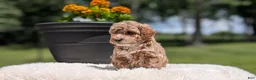 Miniature Poodle dogs for sale: Roxy - Ad 5