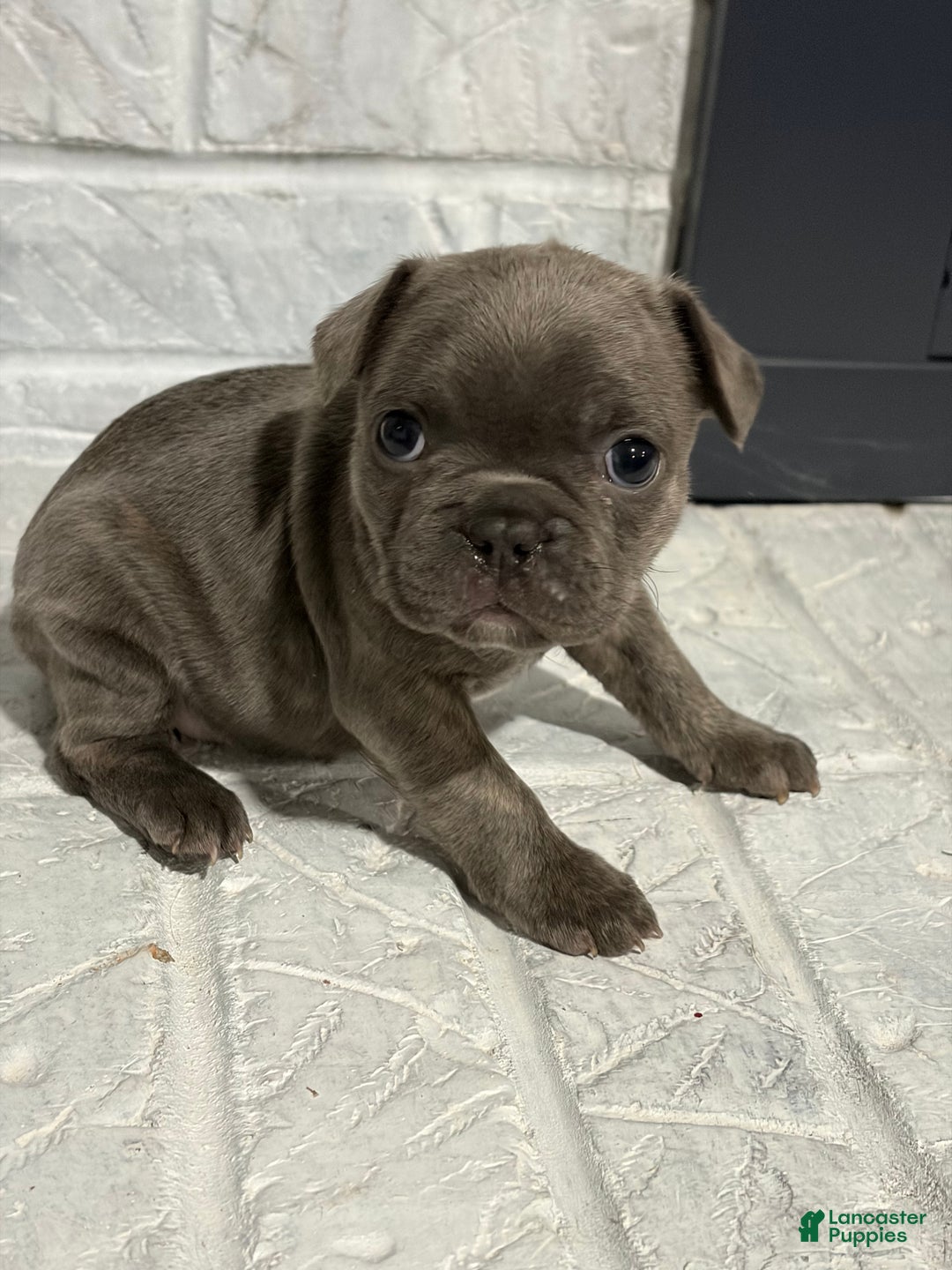 French Bulldog dogs for sale: Sandy - Ad 3