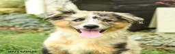 Australian Shepherd dogs for sale: Rhoda - Ad 2