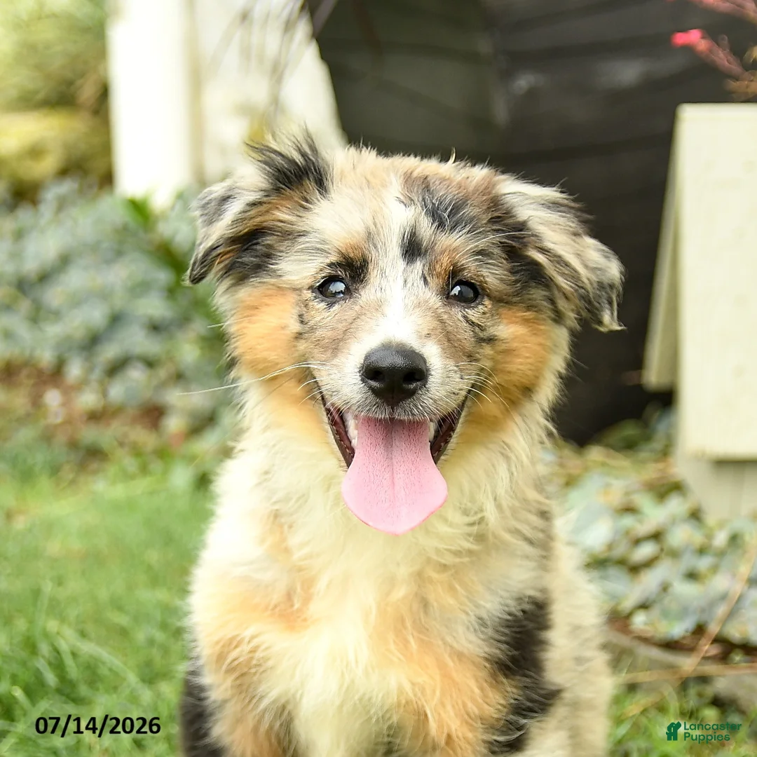 Australian Shepherd dogs for sale: Rhoda - Ad 2