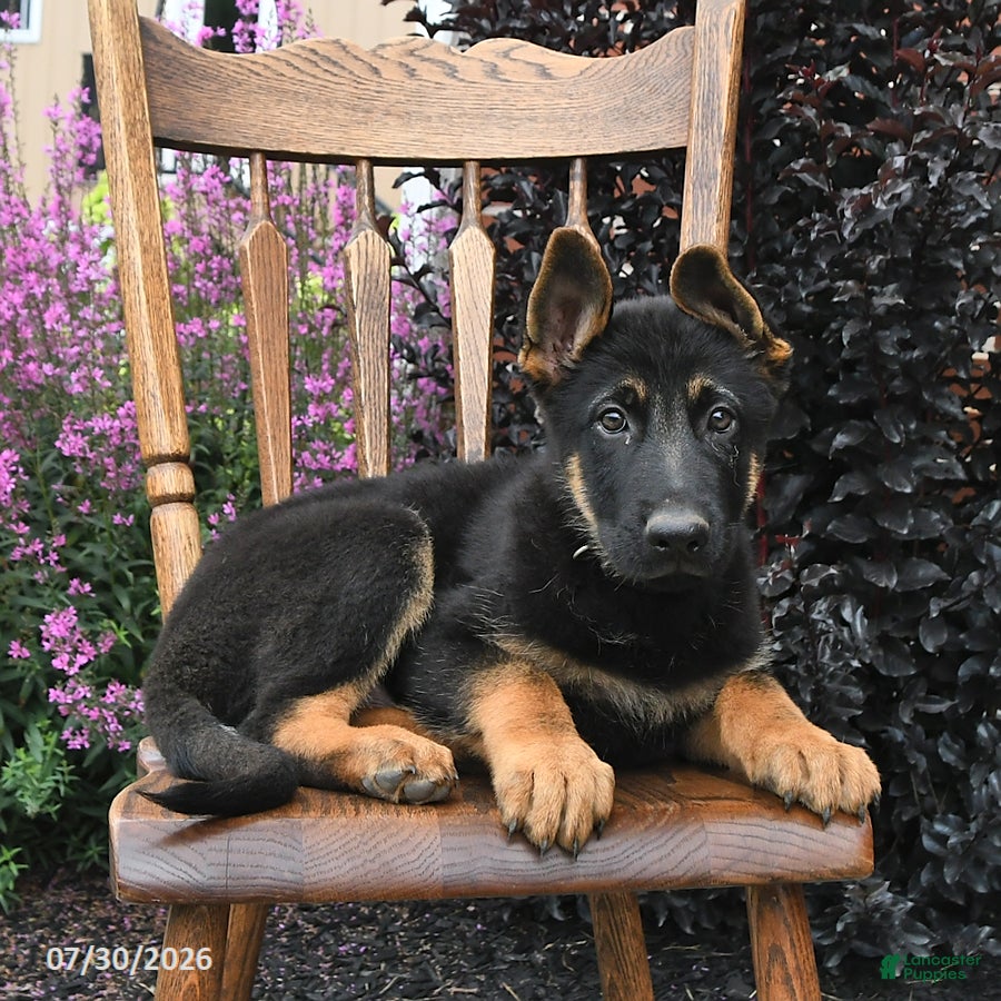 German Shepherd dogs Kristian - Ad 1