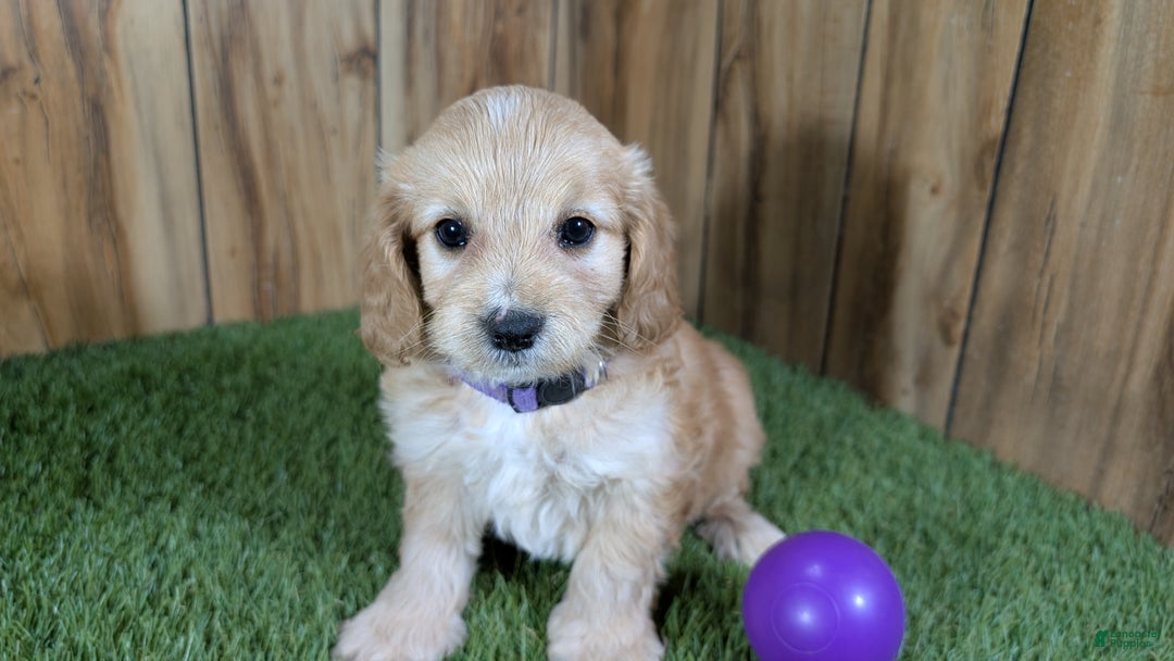 Cavapoo dogs for sale: Brin Girl 1 - Ad 5