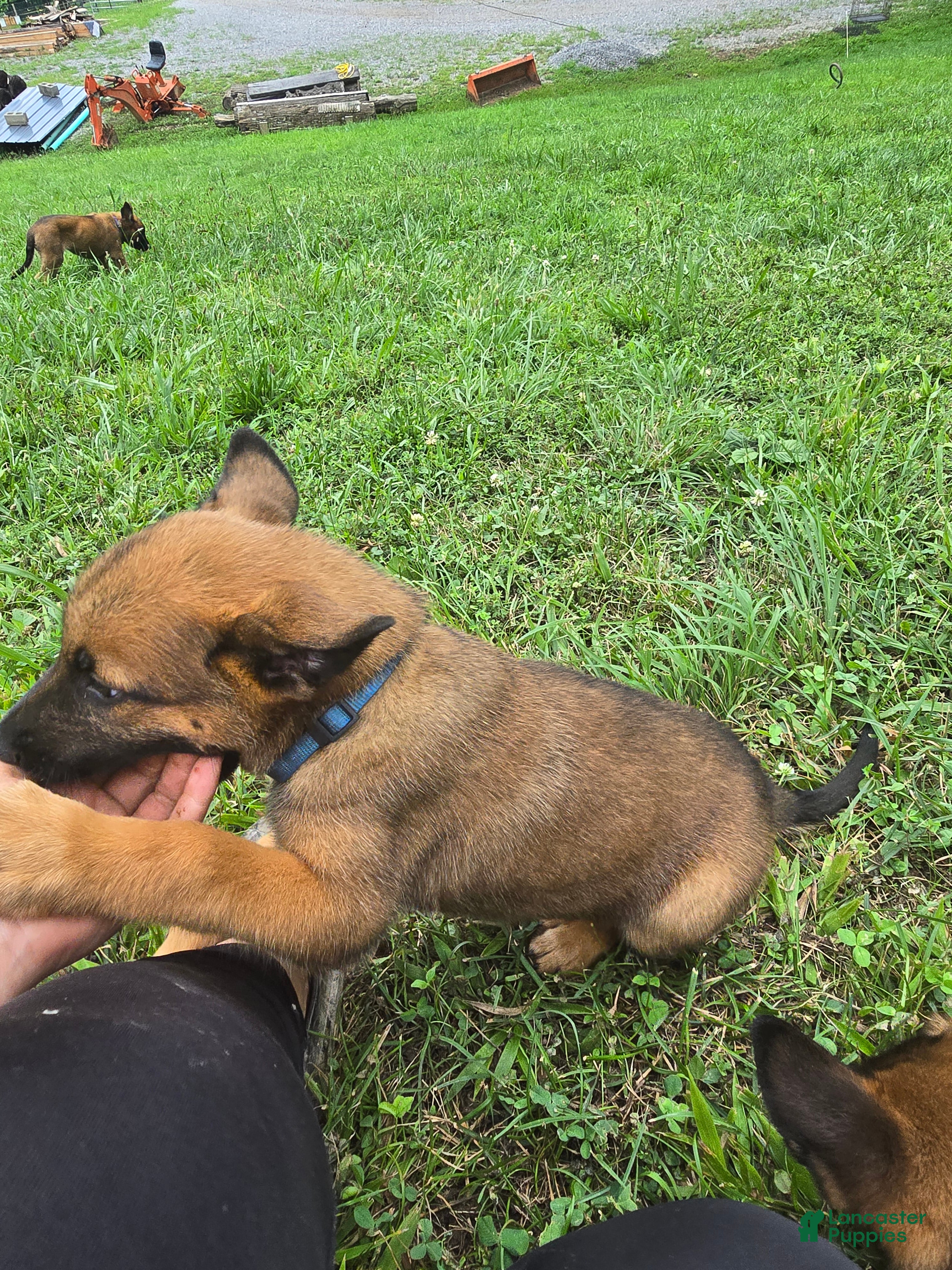 Belgian Malinois dogs Belgian Malinois 5 BLUE - Ad 2