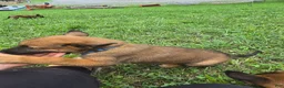 Belgian Malinois dogs for sale: Belgian Malinois 5 BLUE - Ad 2