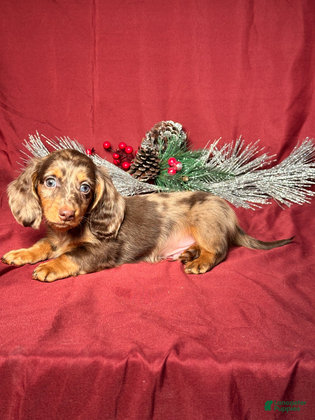 Miniature Dachshund dogs for sale: Hunter - Ad 4