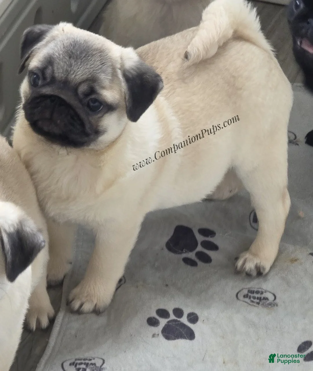 Pug dogs for sale: Rain - Silver Fawn - Gorgeous! Small! - Ad 2