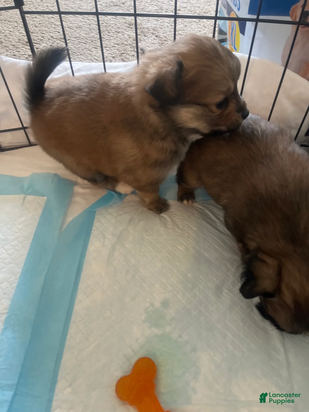 Pomeranian dogs for sale: Pomeranian Puppy 4 - Ad 3