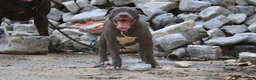 American Bully dogs for sale: Venus - Ad 12