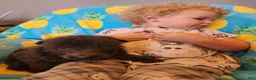 German Shepherd dogs for sale: Neith - Ad 1