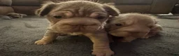 French Bulldog dogs for sale: Lucia - Ad 9