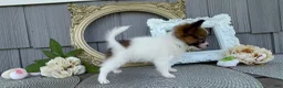 Papillon dogs for sale: Honey - Ad 3