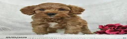 Mini Goldendoodle dogs for sale: Jaden - Ad 2