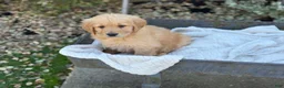Golden Retriever dogs for sale: Molly - Ad 2