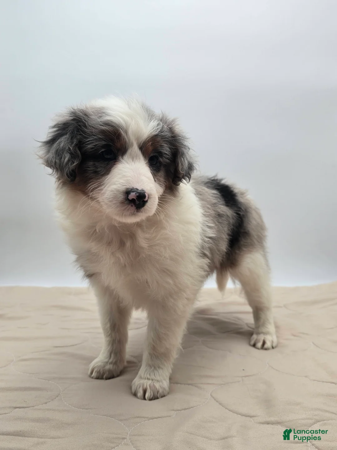 Aussiedoodle dogs for sale: Oakley - Ad 5
