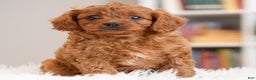 Cavapoo dogs for sale: Rambo - Ad 2
