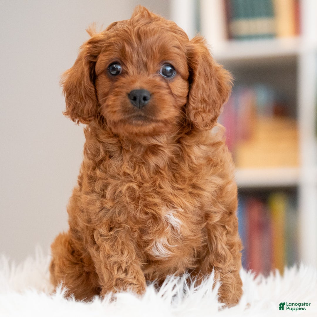 Cavapoo dogs for sale: Rambo - Ad 2