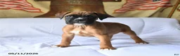Boxer dogs for sale: Bruiser - Ad 3