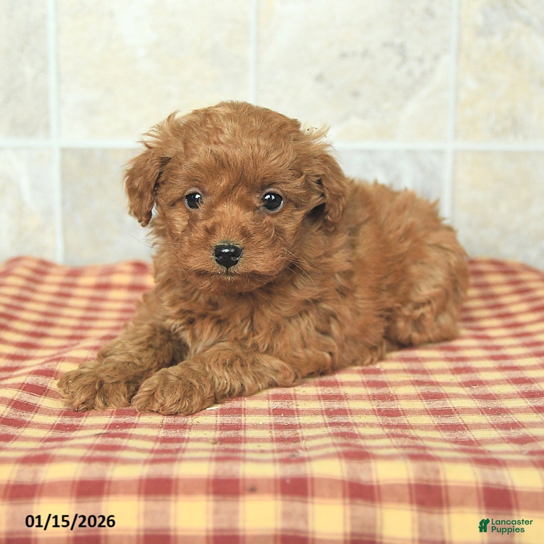 Yorkiepoo dogs for sale: Echo - Ad 3