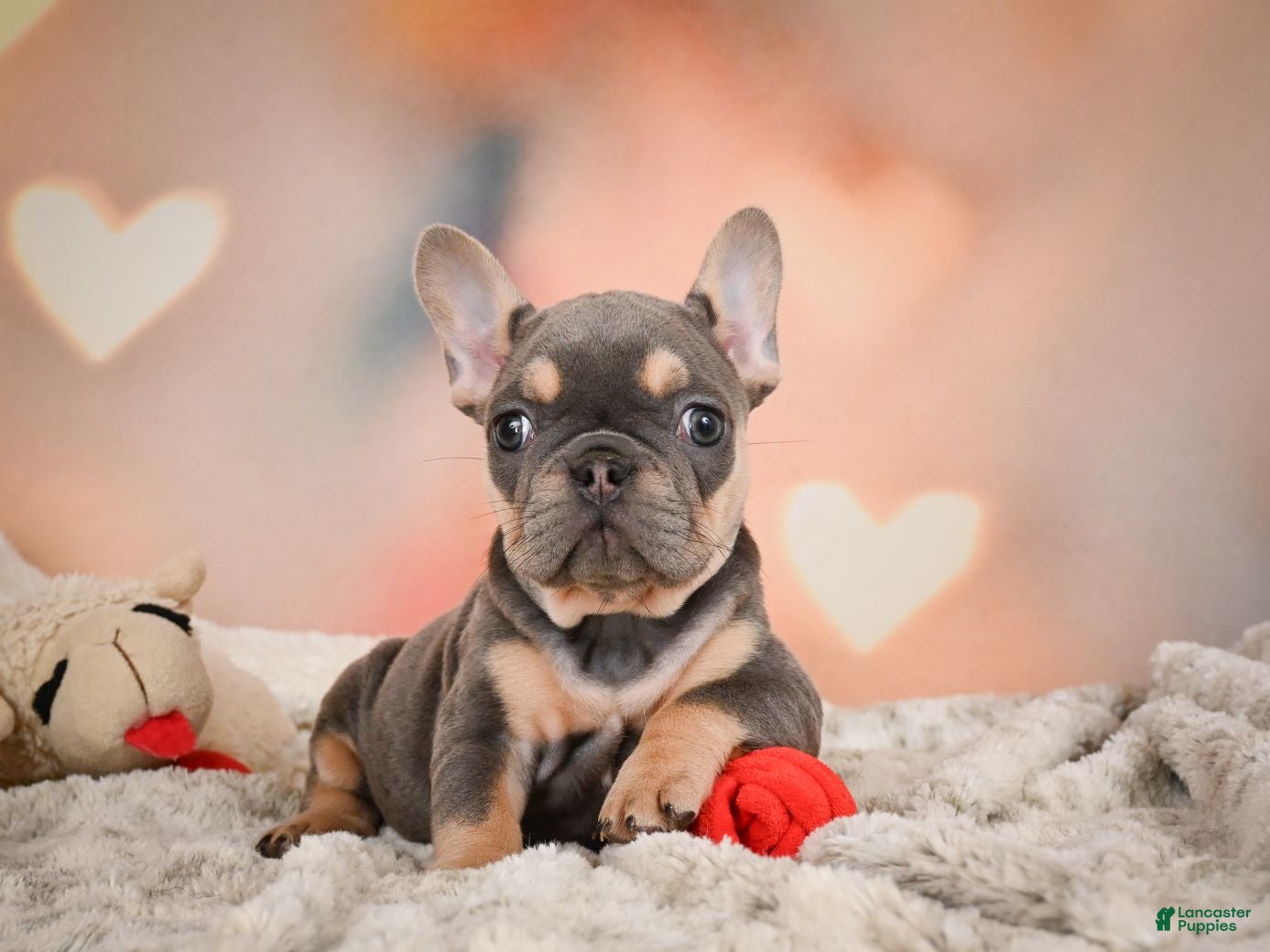 French Bulldog dogs Annie - Ad 1
