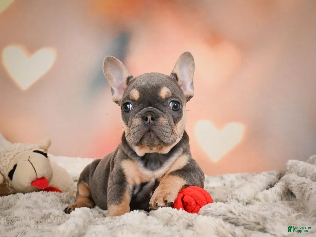 French Bulldog dogs for sale: Annie - Ad 1