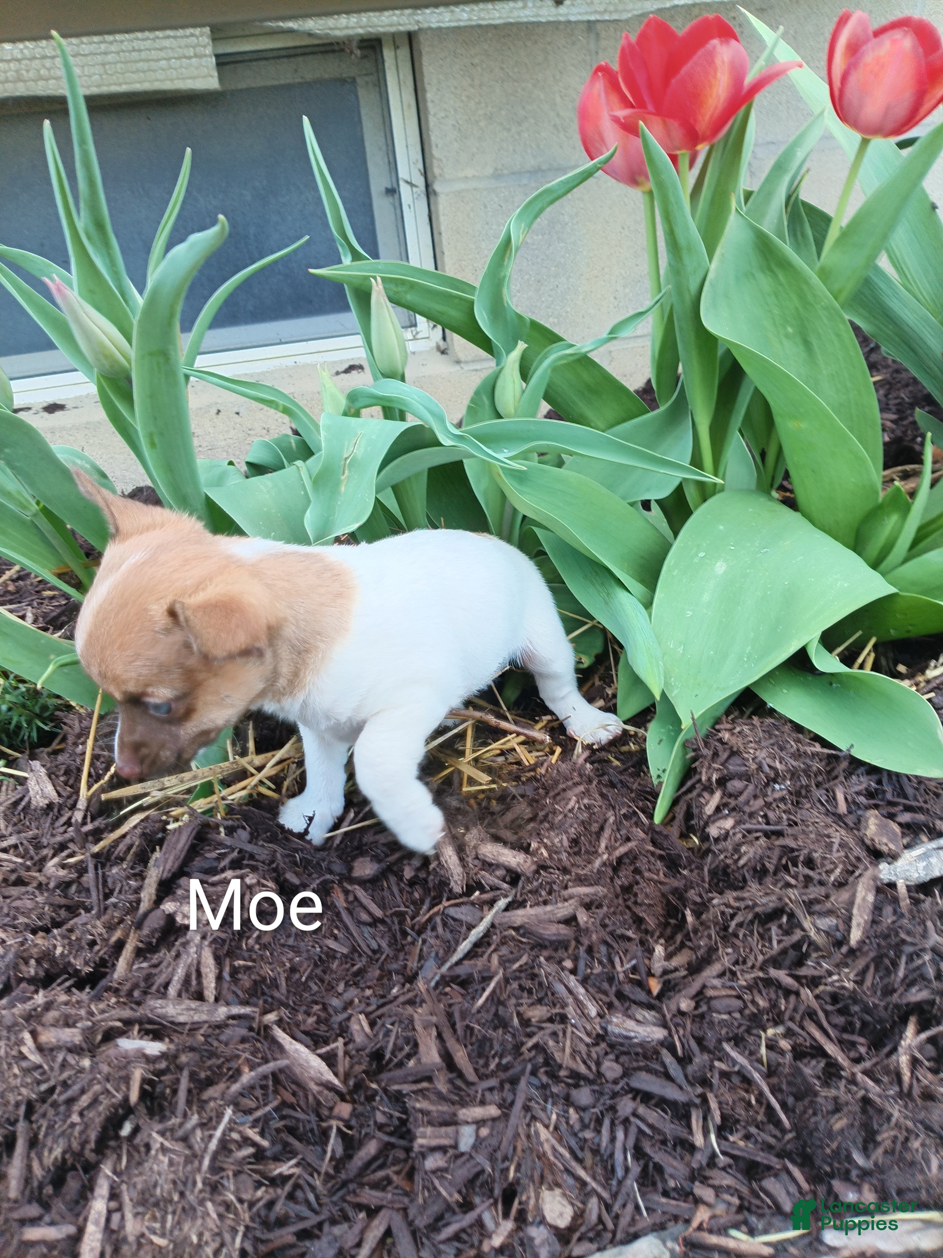 Chihuahua dogs Chihuahua Puppy 4 - Ad 6