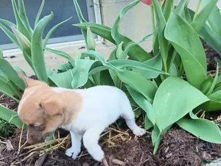 Chihuahua dogs Chihuahua Puppy 4 - Ad 37