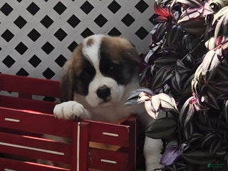 Saint Bernard dogs - Ad 31