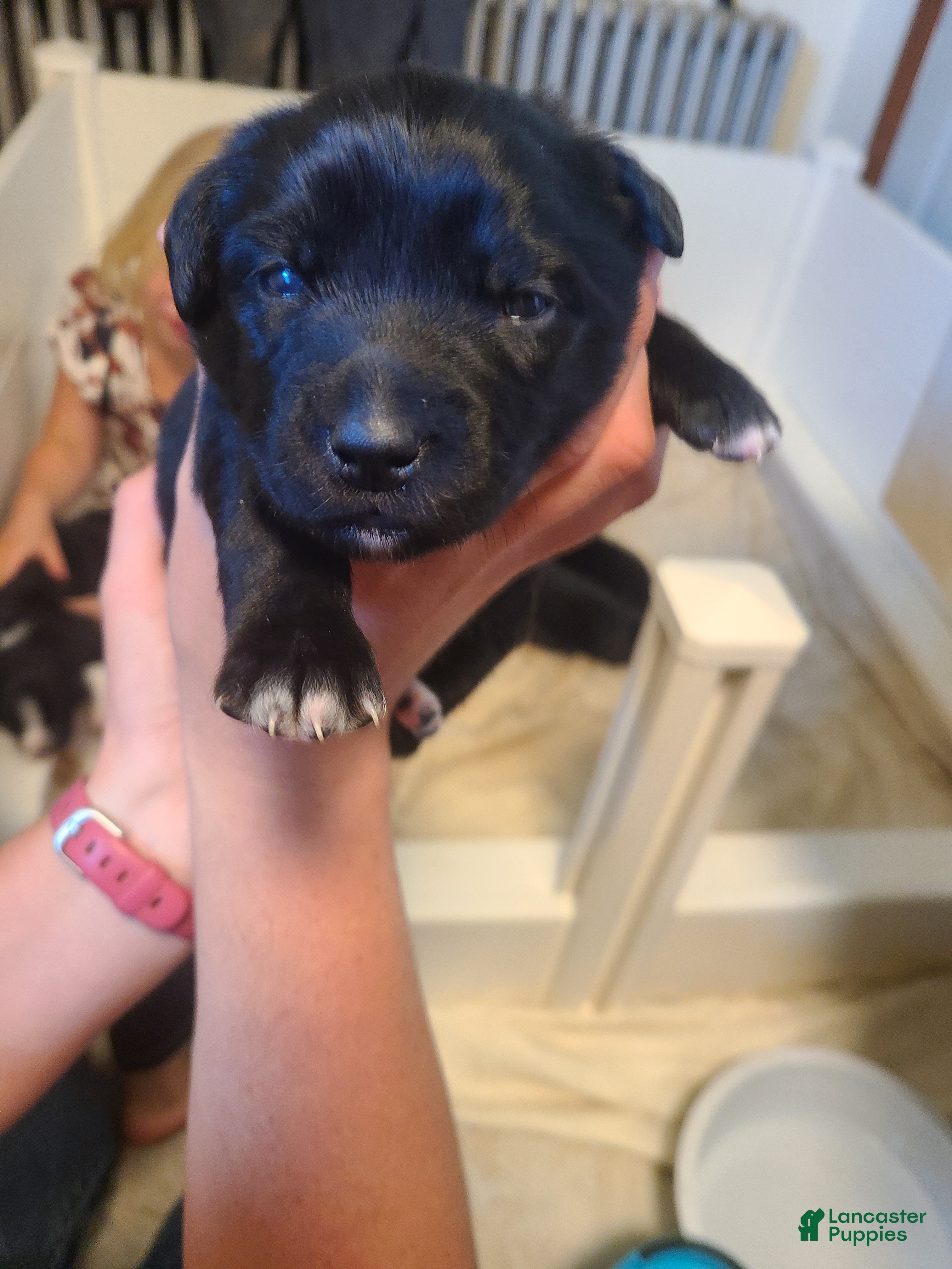 Mixed Breed dogs for sale: M&M - Ad 2