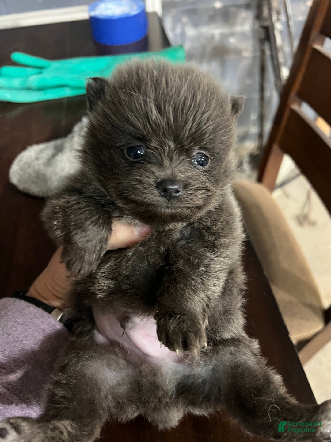 Pomeranian dogs for sale: Pomeranian Puppy 4 - Ad 2