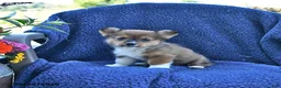 Welsh Corgi Pembroke dogs for sale: Dallas - Ad 3