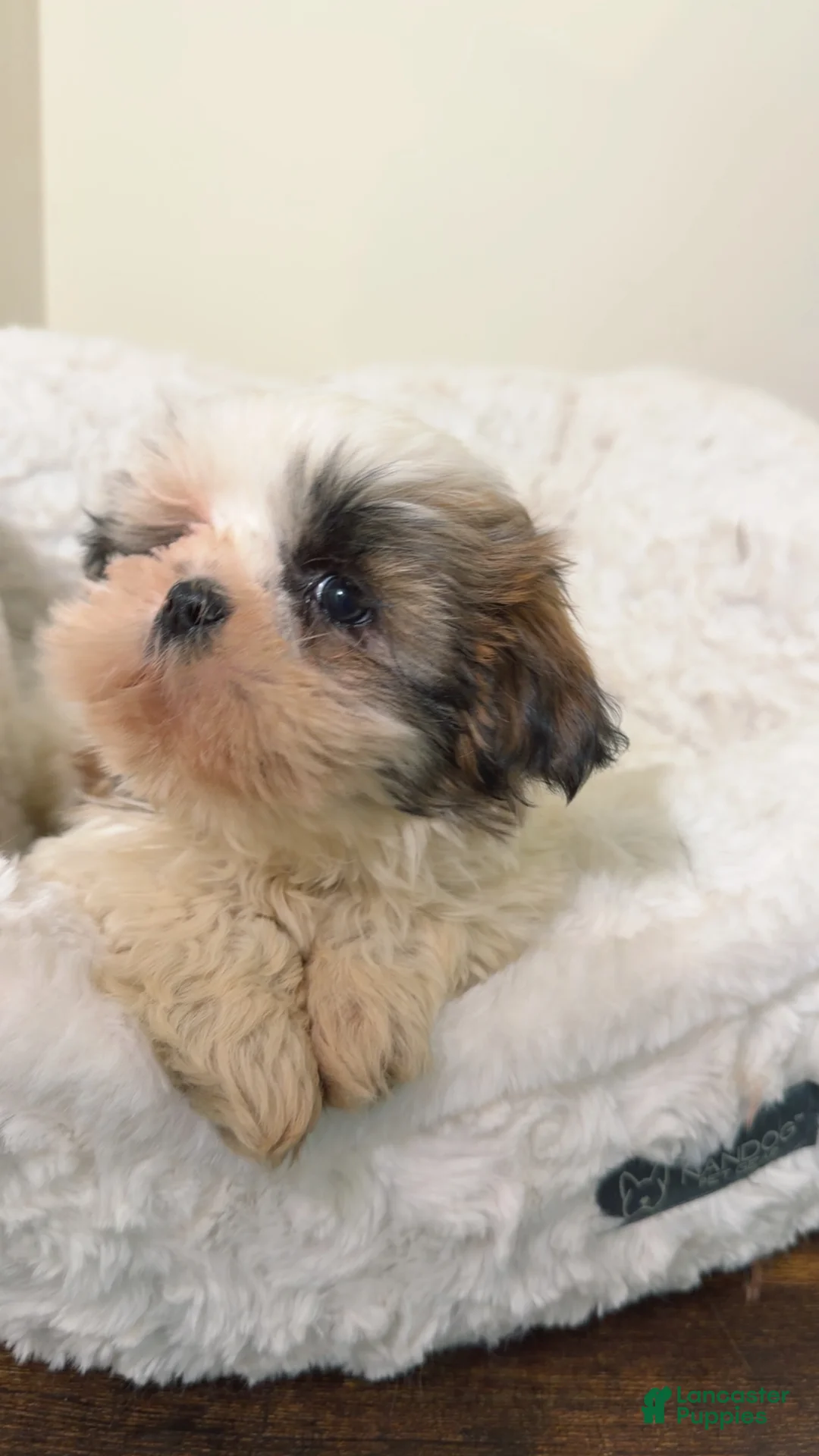 Shih Tzu dogs for sale: Jellybean  - Ad 4