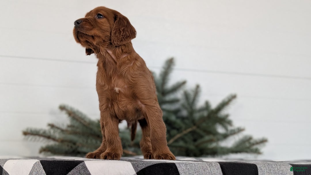 Irish Setter dogs for sale: Echo - Ad 10