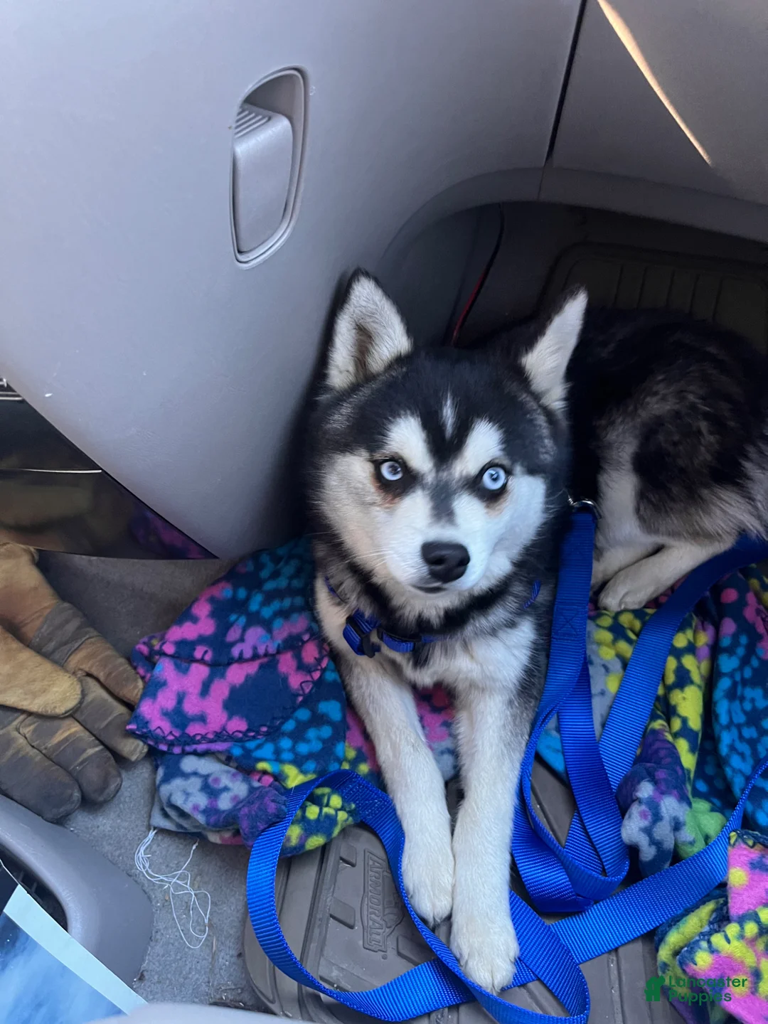 Alaskan Klee Kai dogs for sale: Alaskan Klee Kai Puppy 3 - Ad 4
